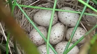 bird nesting , water hen ,  coot , reed bunting , nest and eggs