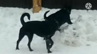 ЧТО СОБАКИ ДЕЛАЮТ В 14:00 🐗 МЕМ ❗