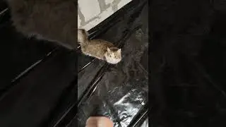 Готовимся к заливке пола. Ревизор всегда рядом. #ремонт #котики #домашниеживотные #смешныекоты