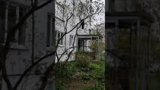 Ворона