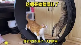 8只貓只買了壹臺貓咪跑步機？最後竟成了貓咪們的修羅場