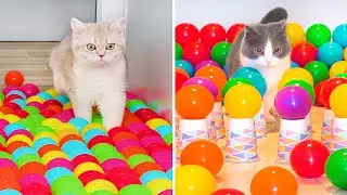 What Can't Cats Walk On? #68