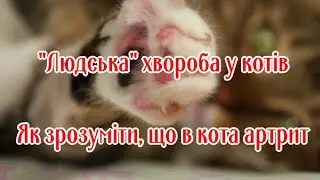 "Людська" хвороба у котів  Як зрозуміти, що в кота артрит