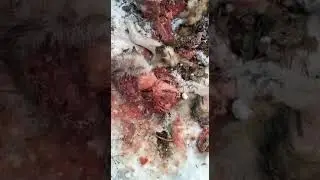 Нападение медведя