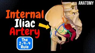 Internal Iliac Artery Scheme (Course, Branches, Mnemonic) | Anatomy