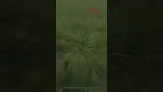 Осторожно в лесу