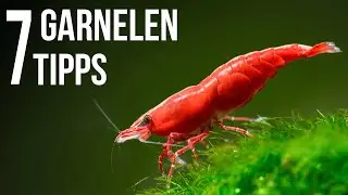 7 Tipps für Garnelen im Aquarium (4k Video)