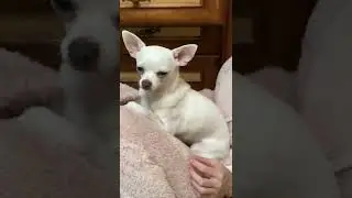 Мимишность