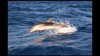 Wilds Dolphins - Baléarics 2K17