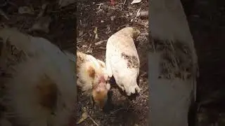 NOVO MENBRO DA FAMÍLIA GONCALVES