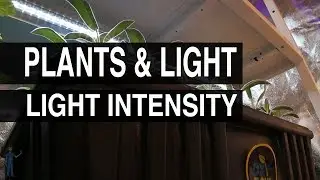 Light Intensity : Plants & Light #109