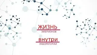 Жизнь эмбриона в лаборатории (первые 5 дней)