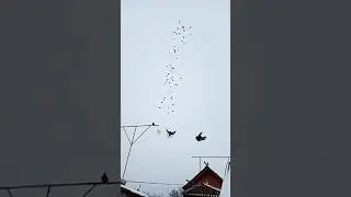 Николаевские голуби.