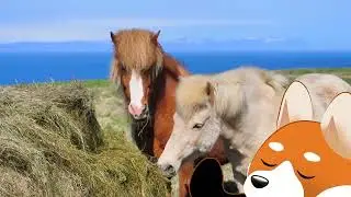 Mit esznek az állatok? (Videó gyerekeknek)