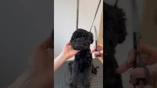 Poodle puppy full grooming