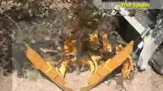 Dutchman Tree Spade