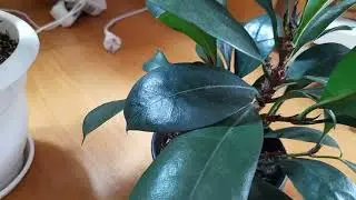 Фикус бокальчатоприлистниковый или циатистипула.