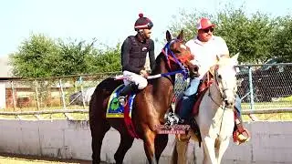 LA RAFAELITA VS EL PINTO  220 YDS