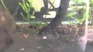 Lepidosiren paradoxa - dinner time