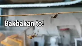 Mga napaglumaang laban pero entertaining