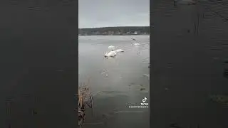 Дикие птицы