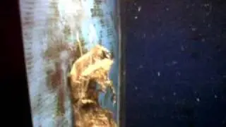 video carybea marsupialis bis.3GP