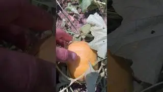 Harvesting an amazing melon between live sessions today!!
