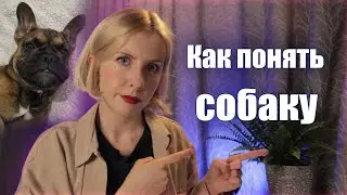 Как понять свою собаку ❘ Гладь, люби, хвали ❘ Норм книги