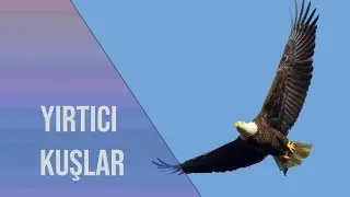 Öldürmeye Programlananlar (Yırtıcı Kuşlar)