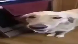 Butter Dog
