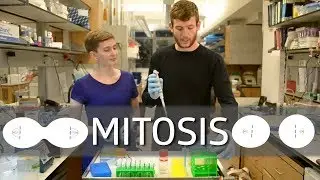 Mitosis!