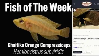 Chaitika Orange Compressiceps Altolamprologus compressiceps #imperialtropicals #aquarium #fish