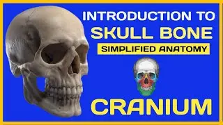 Skull Anatomy - Introduction To Skull Bones | Cranium