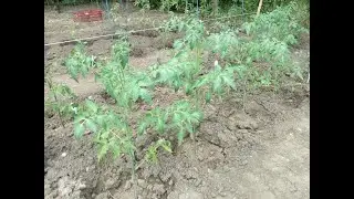 Сажаю наши помидоры