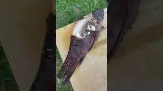 На лапу , не чист🐈‍⬛