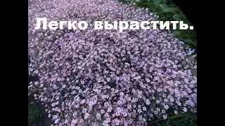 Ваккария.  Розовое очарование!!!