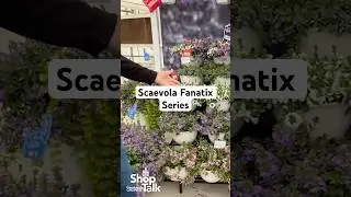 Scaevola Fanatix Series at Syngenta Flowers - California Spring Trials 2025