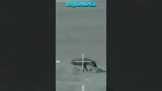 охота на волка 22 🐺 Добрый человек подпишется!