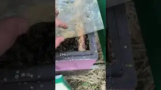 Результат сильного зажатия слабых пчëл