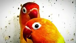Share my video