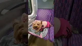 Йокширский терьер в поезде🚆едет в Каунас.