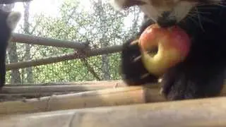 Red pandas in China part 7