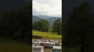 Kaz Dağları’nda arıcılık 
