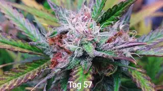 Cannabis Grow Quick One Tag 57