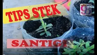 Budidaya santigi dengan cara stek santigi  phempis acidula