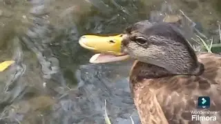 Асмр Дикие утки Звуки природы