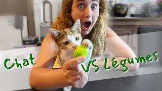 Ce CHAT mange des LÉGUMES !