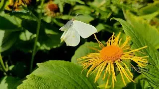 Butterflies on Telekia speciosa