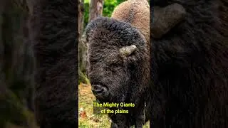 Bison:Majestic Beasts of the American Plains | bison | Hidden Animal World 