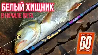Белый хищник в начале лета. Где искать?